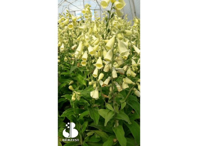 Digitalis grandiflora   'Dwarf Carillon'